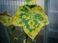 Cucumber leaf infected by downy mildew