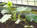 Cucumber leafs with white powdery mildew Royalty Free Stock Photo