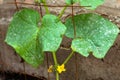 Cucumber leafs with white powdery mildew. Plant disease