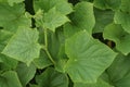 Cucumber leaves