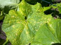 Cucumber leaves affected by the fungal disease spotting