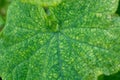 Cucumber leaves are affected by powdery mildew. Plant leaf disease. Cucumber disease. False powdery mildew. Royalty Free Stock Photo