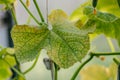 Cucumber leaves are affected by powdery mildew. Plant leaf disease. Cucumber disease. False powdery mildew. Royalty Free Stock Photo