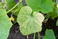 Cucumber leaves are affected by powdery mildew. Plant leaf disease. Cucumber disease. False powdery mildew. Royalty Free Stock Photo