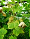 Cucumber leaves are affected by powdery mildew. Plant leaf disease Royalty Free Stock Photo