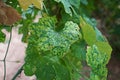 Cucumber leaves disorder and malformation, plant disease Royalty Free Stock Photo