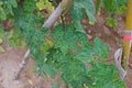 Cucumber leaves disorder and malformation, plant disease Royalty Free Stock Photo