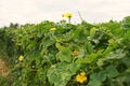 Cucumber leaves disorder and malformation, plant disease Royalty Free Stock Photo