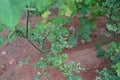 Cucumber leaves disorder and malformation, plant disease Royalty Free Stock Photo