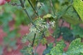 Cucumber leaves disorder and malformation, plant disease Royalty Free Stock Photo