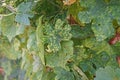 Cucumber leaves disorder and malformation, plant disease Royalty Free Stock Photo