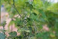 Cucumber leaves disorder and malformation, plant disease Royalty Free Stock Photo