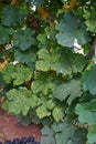 Cucumber leaves disorder and malformation, plant disease Royalty Free Stock Photo