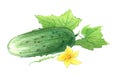 Cucumber with leaves and flower. Drawing with colored pencils, isolated on white background