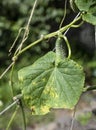 Cucumber leaves with late blight disease in the garden Royalty Free Stock Photo