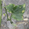 Cucumber leaves with late blight disease in the garden Royalty Free Stock Photo