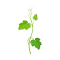 Cucumber Leaves and Stalk with Cirrus Vector Item