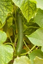 Cucumber long fruit on a branch surrounded by foliage