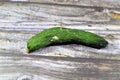 cucumber with mold, mould is one of the structures that certain fungi can form, formation of spores containing fungal secondary