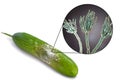 A cucumber with mold Royalty Free Stock Photo