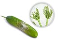 A cucumber with mold Royalty Free Stock Photo