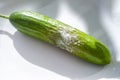 A cucumber with mold Royalty Free Stock Photo