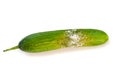 A cucumber with mold Royalty Free Stock Photo