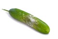 A cucumber with mold Royalty Free Stock Photo