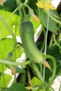 Cucumber Royalty Free Stock Photo
