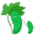 Cucumber, parent and baby