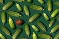 Cucumber pattern. Cucumbers on a green background. Vegetables.