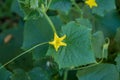 Cucumber pland blooming Royalty Free Stock Photo