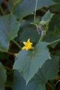 Cucumber pland blooming Royalty Free Stock Photo