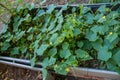 Cucumber pland blooming Royalty Free Stock Photo