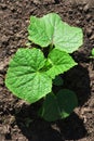 Cucumber plant Royalty Free Stock Photo