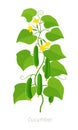 Cucumber plant. Agriculture cucumber. Green leaves. Flat vector color Illustration on white background