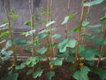 Cucumber plant Royalty Free Stock Photo