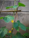 Cucumber plant Royalty Free Stock Photo