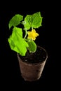 Cucumber plant blooming Royalty Free Stock Photo