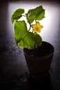 Cucumber plant blooming Royalty Free Stock Photo