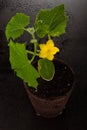 Cucumber plant blooming Royalty Free Stock Photo