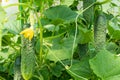 Cucumber plant close-up with cucumbers and green leaves and yellow flowers of vegetable grow in greenhouse. Organic food Royalty Free Stock Photo