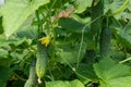 Cucumber plant close-up with cucumbers and green leaves and yellow flowers of vegetable grow in greenhouse. Organic food Royalty Free Stock Photo