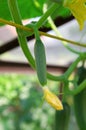 Cucumber plant