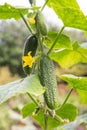 Cucumber plant with cucumbers, green leaves and yellow flower close up in garden. Organic gardening, farming Royalty Free Stock Photo