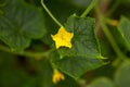 Cucumber plant with flower at garden Royalty Free Stock Photo