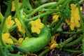 Cucumber plant flower organic field garden close up