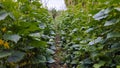 cucumber plant garden