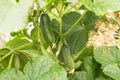 Cucumber plant with green leaves and cucumbers close up in garden. Organic gardening, farming Royalty Free Stock Photo