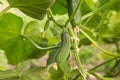 Cucumber plant with green leaves and small young cucumbers harvest in garden. Organic gardening, farming Royalty Free Stock Photo